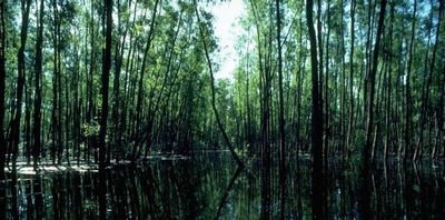 marais du bassin de l’Atchafalaya. 