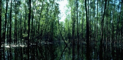 marais du bassin de l’Atchafalaya. 