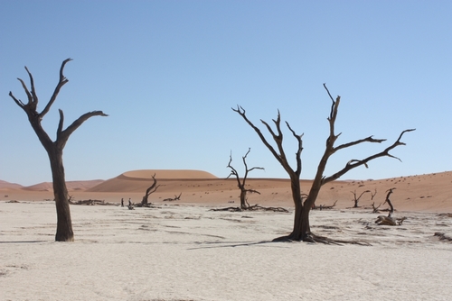 accacias dans le Namib