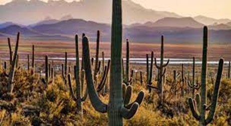 Parc National de Saguaro